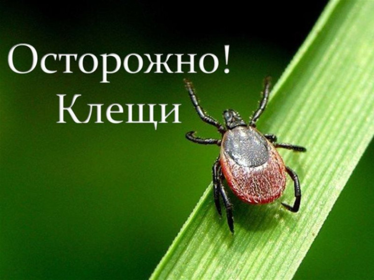 Как защитить детей от клещей. Как защитить детей от клещей.