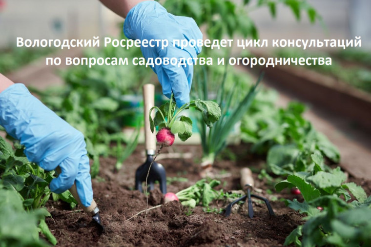 Вологодский Росреестр проведет цикл консультаций по вопросам садоводства и огородничества. Вологодский Росреестр проведет цикл консультаций по вопросам садоводства и огородничества.