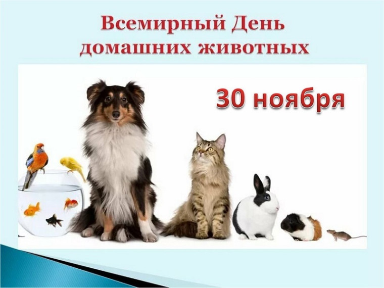 Всемирный день домашних животных (о зоонозных инфекциях). Всемирный день домашних животных (о зоонозных инфекциях).